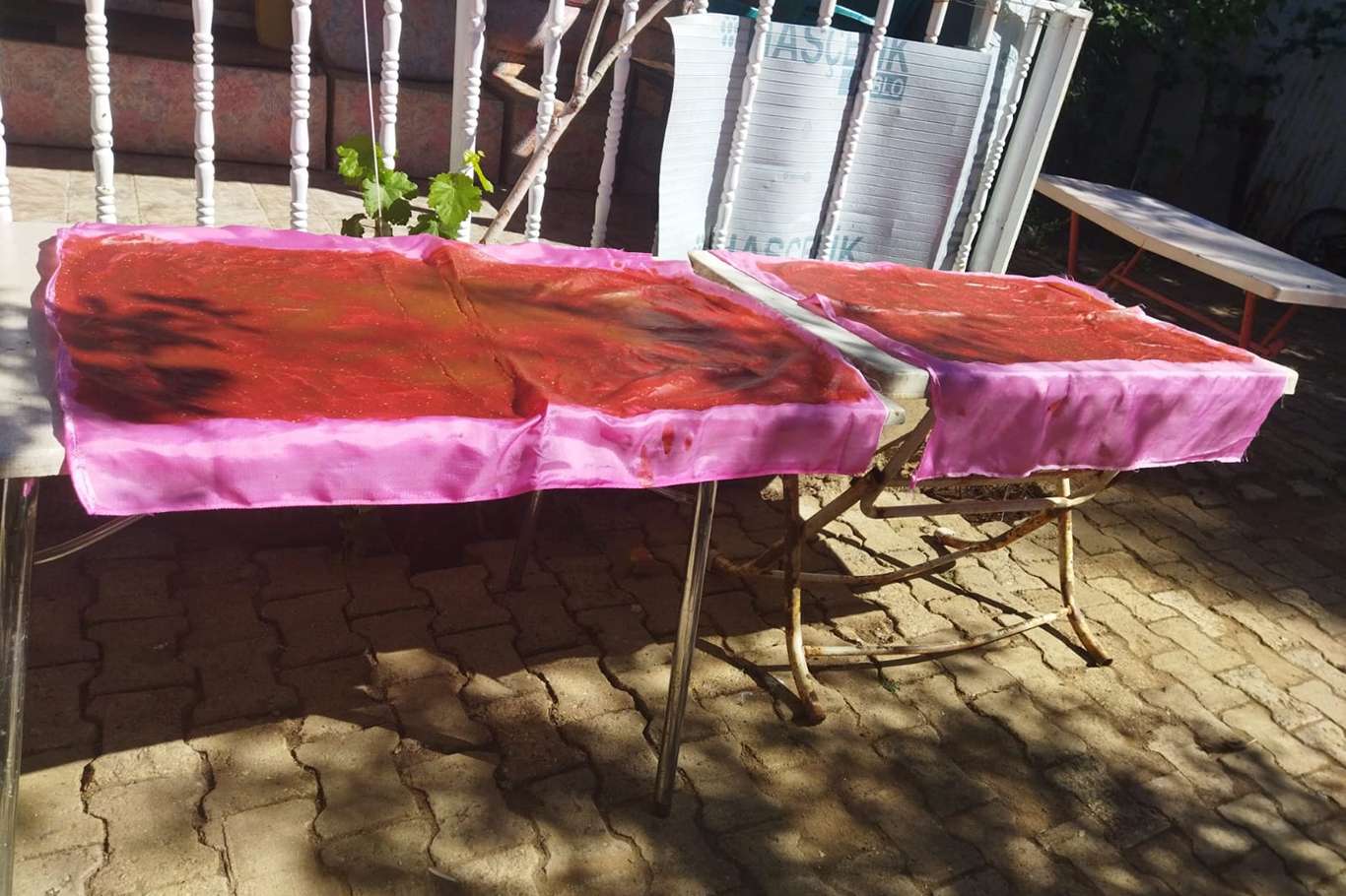 Bingöl’de ezberleri bozan pestil: Elma pestili Bingöl’de ezberleri bozan pestil: Elma pestili